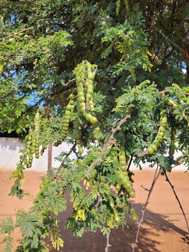 Sweet-scented Pod