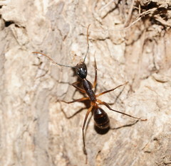 Camponotus confusus