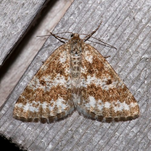 Pine Powder Moth
