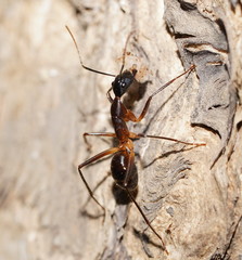 Camponotus confusus