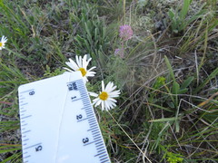 Erigeron caespitosus