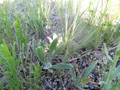 Erigeron caespitosus