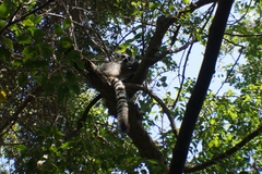 Lemur catta