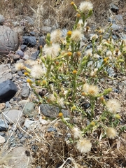 Heterotheca oregona