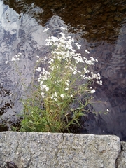 Achillea ptarmica