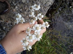 Achillea ptarmica