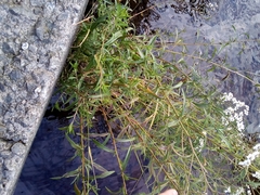 Achillea ptarmica