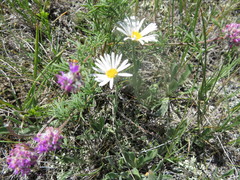 Erigeron caespitosus