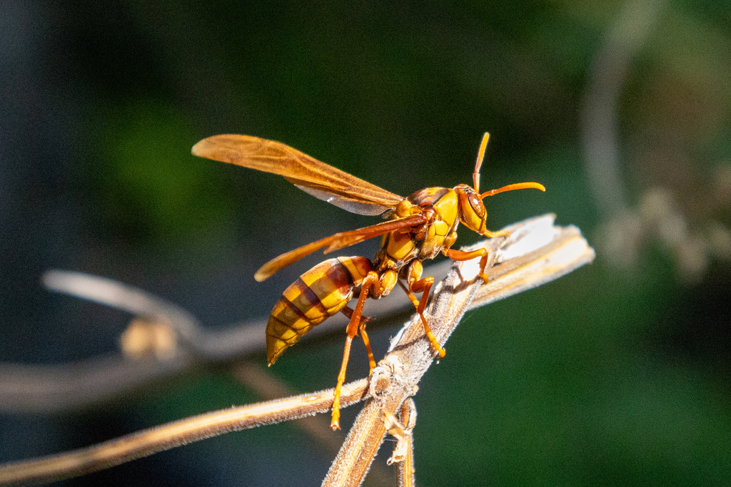 Executioner Paper Wasp