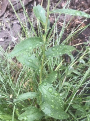 Eucephalus ledophyllus ledophyllus