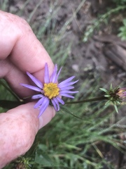 Eucephalus ledophyllus ledophyllus