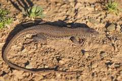 Pedioplanis lineoocellata