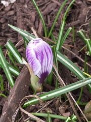 Crocus vernus