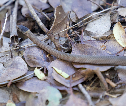 Mustard-bellied Snake