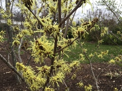 Hamamelis mollis