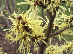 Hamamelis mollis