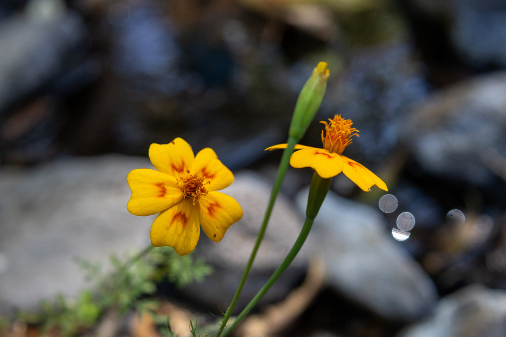 Tagetes lunulata