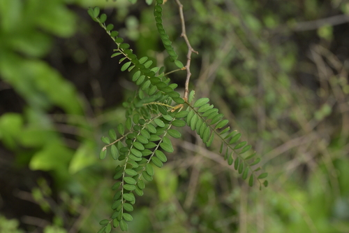 Sophora molloyi observed 2025-01-11