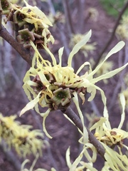 Hamamelis mollis
