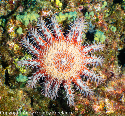 Pacific Ocean Crown-of-Thorns
