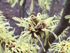 Hamamelis mollis