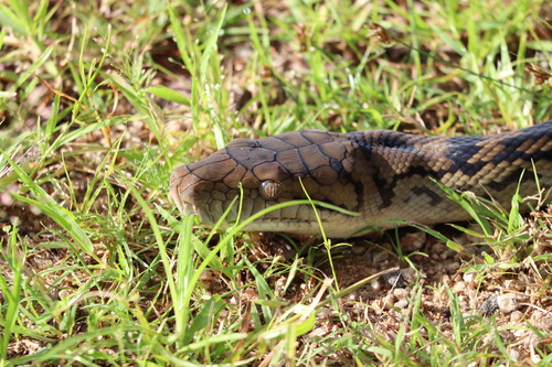 Australian Scrub Python sighting