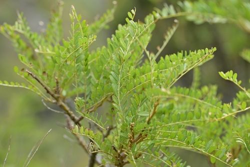 Sophora molloyi observed 2025-01-11
