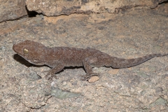 Pachydactylus kladaroderma