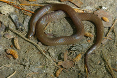 Carphophis amoenus amoenus