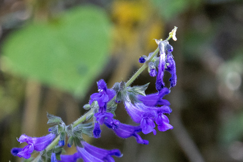 Salvia concolor, photograph 2