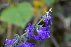 Salvia concolor, photograph (c) Roberto Daniel Avila, some rights reserved (CC BY)