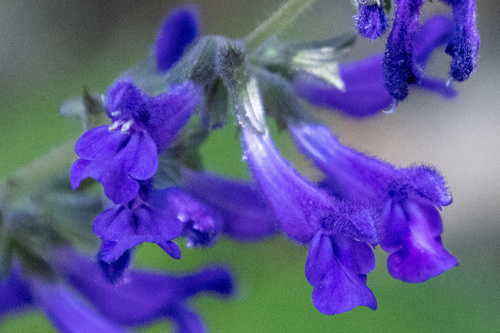 Salvia concolor, photograph 3
