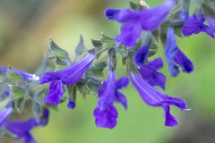 Salvia concolor, photograph (c) Roberto Daniel Avila, some rights reserved (CC BY)
