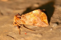 Pseudeva purpurigera