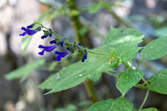 Salvia concolor, photograph (c) Roberto Daniel Avila, some rights reserved (CC BY)