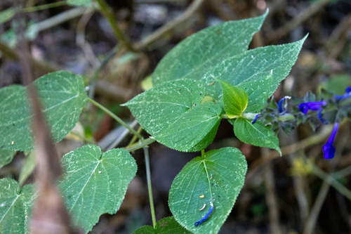 Salvia concolor, photograph 6