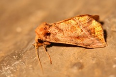 Pseudeva purpurigera