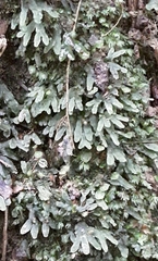 Pallaviciniaceae