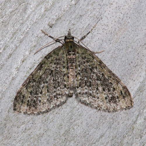 Olive-and-black Carpet Moth photo 4