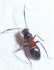 Pilophorus