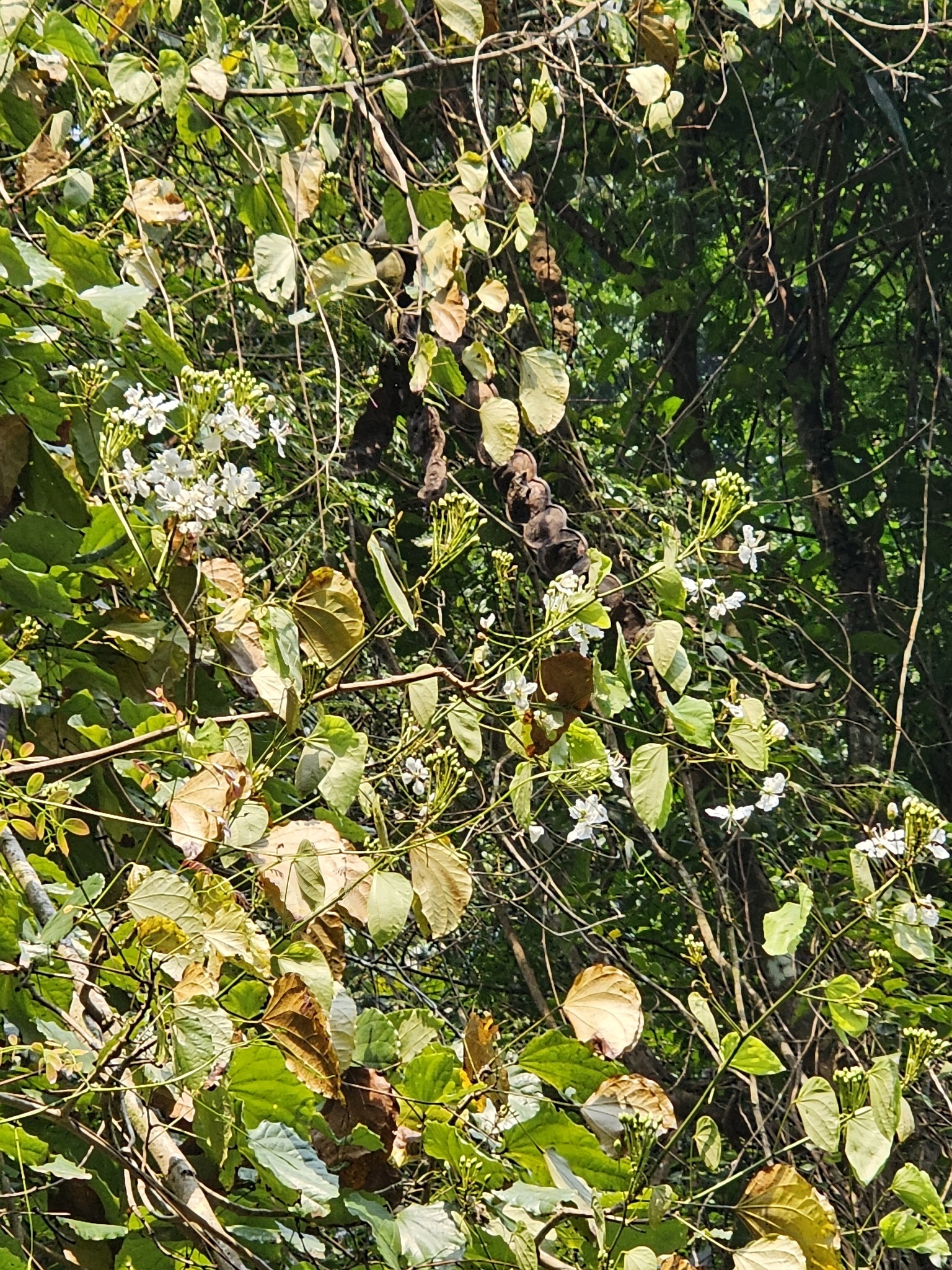 Phanera ornata (Phanera ornata)
