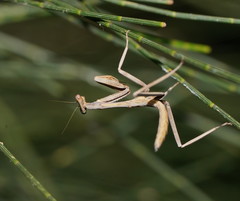 Austromantis albomarginata