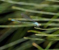 Pseudagrion aureofrons