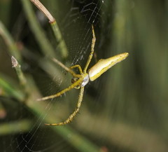 Argiope probata