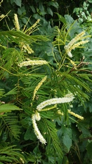 Lysiloma divaricatum