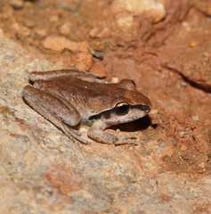 Pelodryadidae