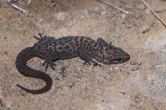 Pachydactylus purcelli