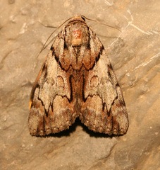 Catocala blandula