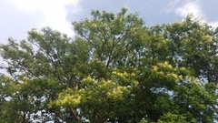 Lysiloma divaricatum