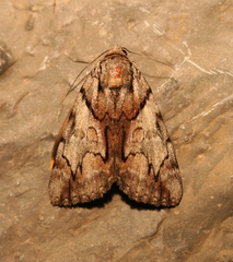 Catocala blandula